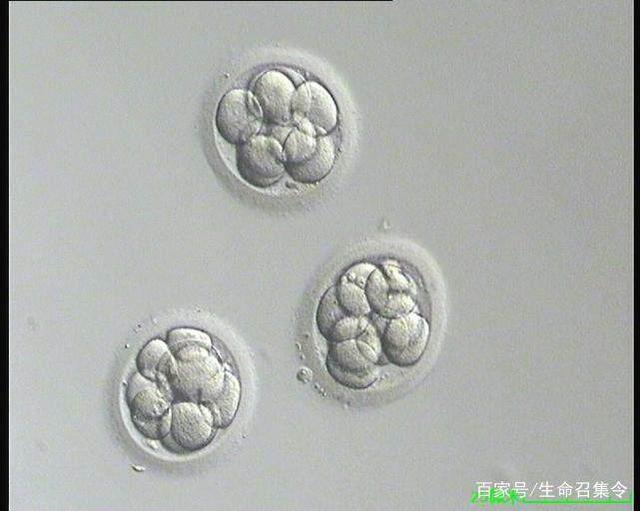 北京捐卵咨询