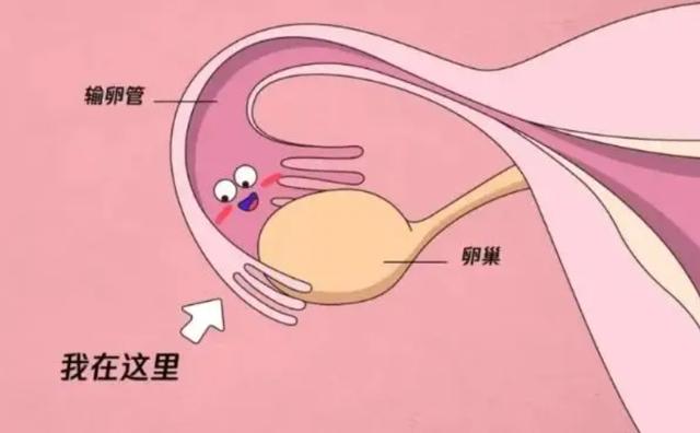 韶关捐卵咨询