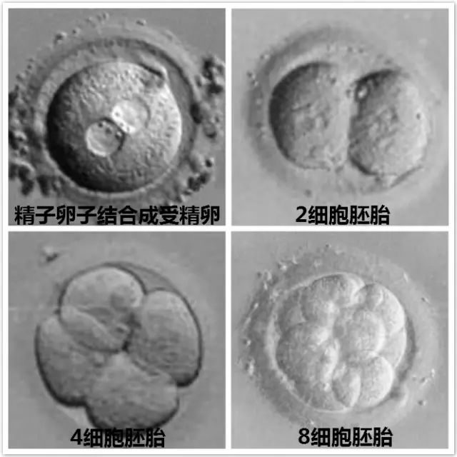 正规助孕网