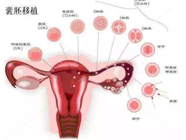 捐卵医院给